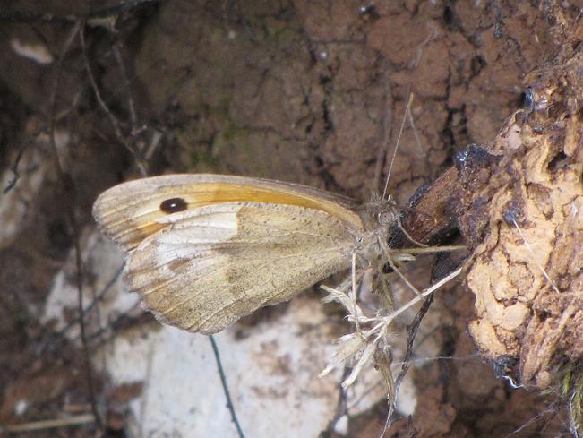 Farfalla da identificare - Maniola jurtina (femmina)